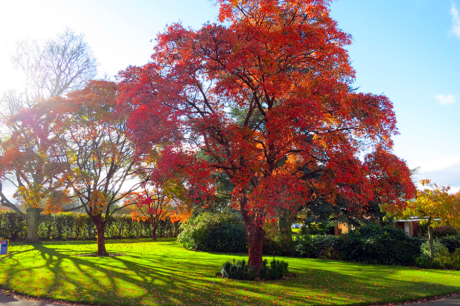 Англия Кембридж деревья в парке